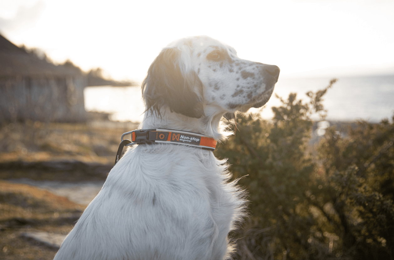 Roam Dog Collar (Non - Stop Dogwear) - SnowPaw Store - Non - Stop Dogwear - Dog Collars